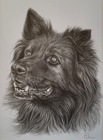 Dog in pencil