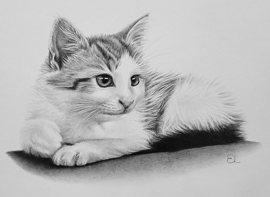 pencil drawing of a kitten