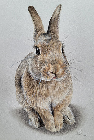 Rabbit in coloured pencil