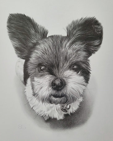 Dog Drawing