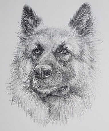 German Shepard in pencil